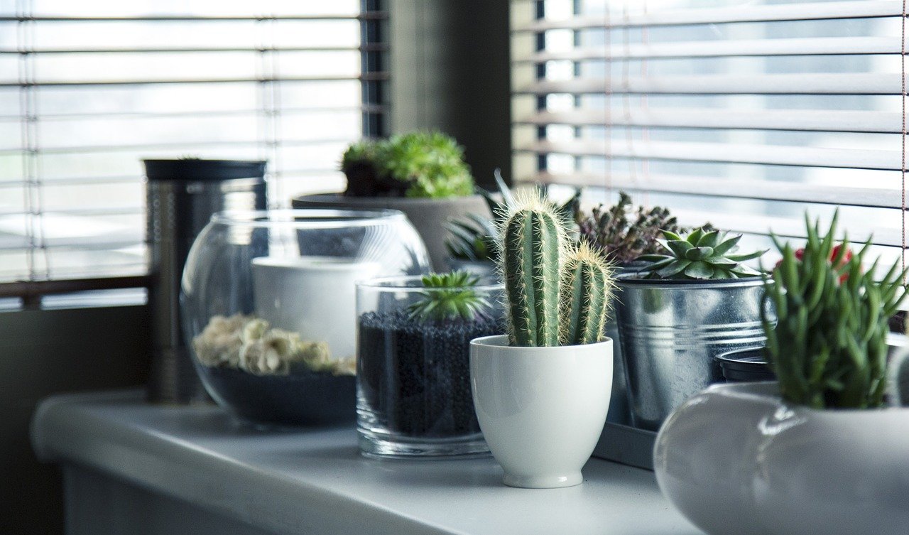 Why Invest in Indoor Plants? Are They Worth the Hassle?